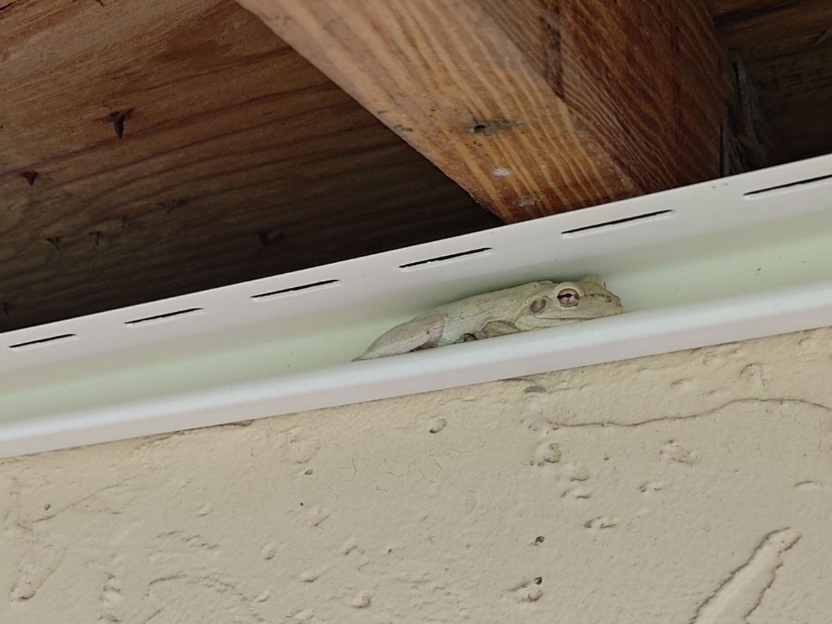New white soffit channel under a roof overhang, with a small tree frog resting in it